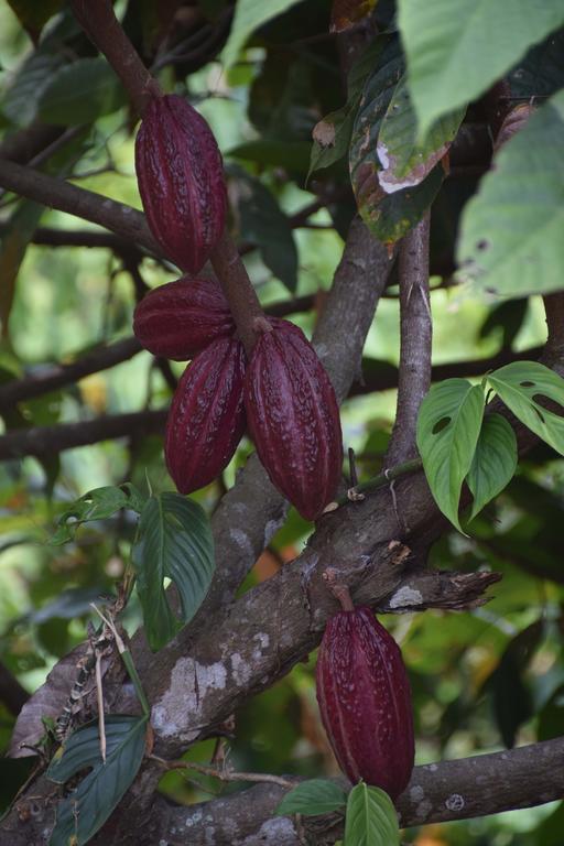 מינקה Finca San Rafael - Cafe Y Cacao מראה חיצוני תמונה