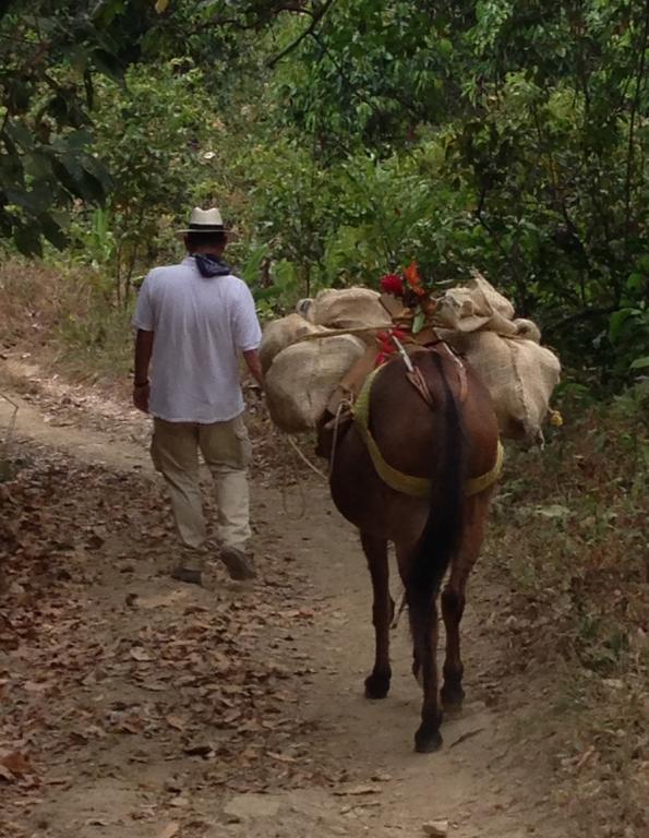 מינקה Finca San Rafael - Cafe Y Cacao מראה חיצוני תמונה