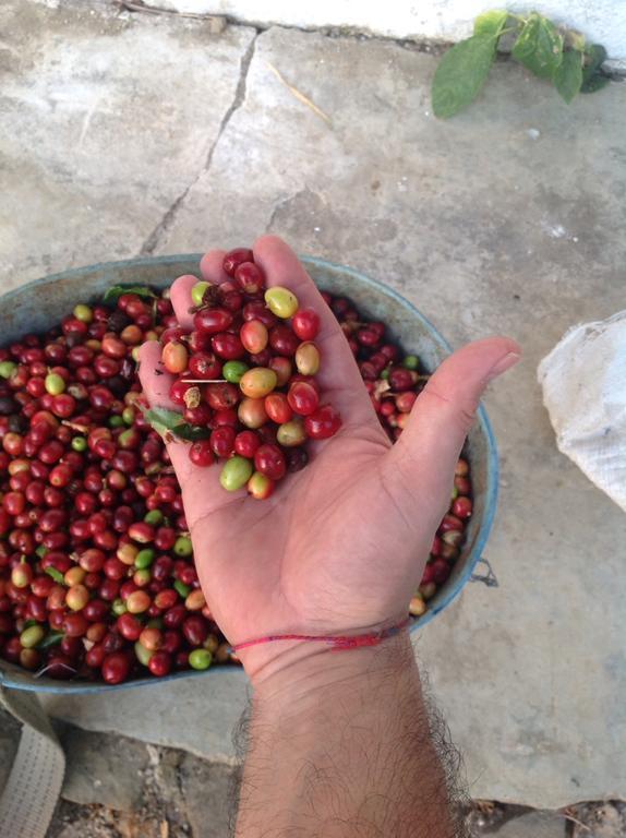 מינקה Finca San Rafael - Cafe Y Cacao מראה חיצוני תמונה